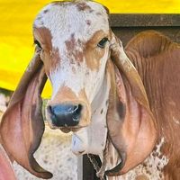 yadavrakesh0060
