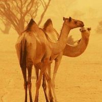 الصوت الأصلي