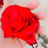 sadia56787