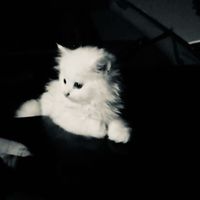 myawolzxy