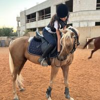 lior.horsess