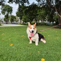 jasper_corgi