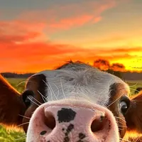 original sound - f4t4ss_c0w_g1rl_