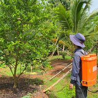 abiu_planter