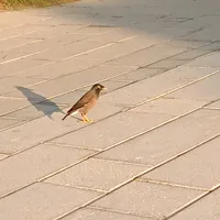 original sound - yarrmogewala