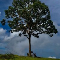 suara asli - apekyyy