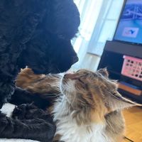 オリジナル楽曲 - 大人の色気