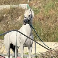 omaralqsrawi