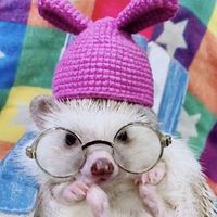 hedgehogloverclub