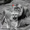 milina.bn23