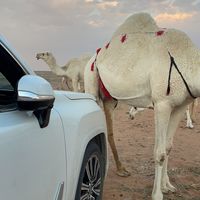 aiq7_
