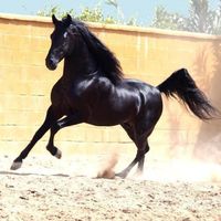 11horserider