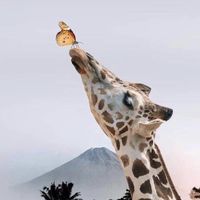 pevchy_tocs
