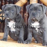 andonaskennels