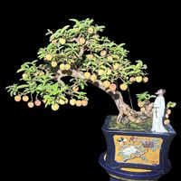 nhạc nền - Nhà Vườn Bình Hiền