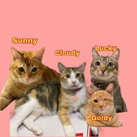 dtabbies