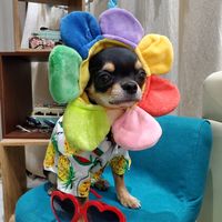 puchimaru124