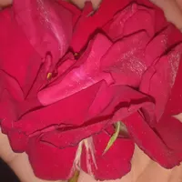 original sound - rose02102609