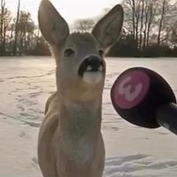 nhạc nền - Nguyen Viet Namm