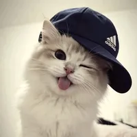 stop dont talk to me