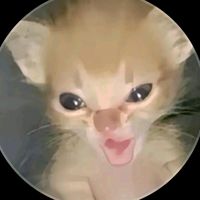 gatoo_intenso