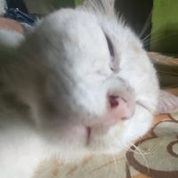 suara asli - NangNeverDie!!