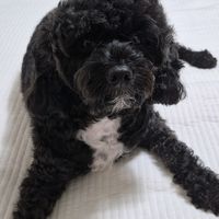 오리지널 사운드 - 눈 송이꽃 ❤️ 💐 🌼