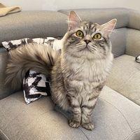 leos_tiny_paws