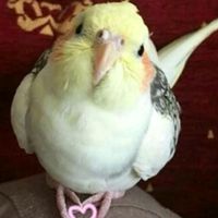adoro.calopsita
