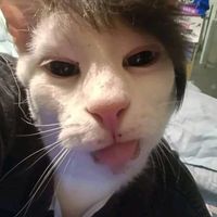 សំឡេងដើម - 🦖...