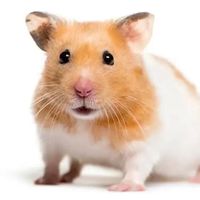 nhạc nền - Nghiện Hamster