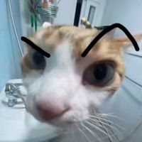 kanshong
