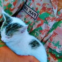 armylavor23879