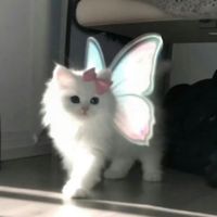 laynienene