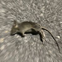 yayoto_
