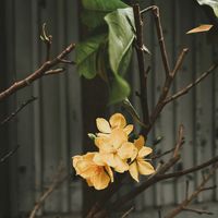 nhạc nền - Le petit ange