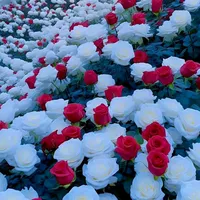 original sound - rupali.abdullah