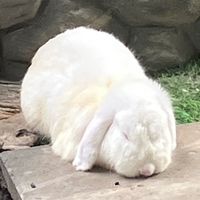 petchplxy
