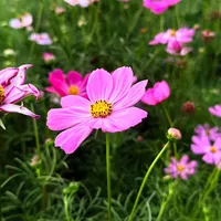 original sound - hothihoanglen