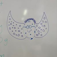 rand0_thingzz