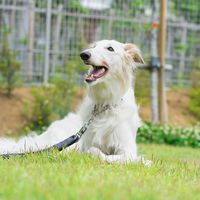 borzoi_to_asobo