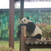 panda.huahua.118