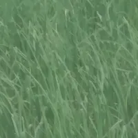 original sound - yifatewu27
