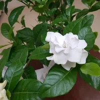 original sound - gardinia075