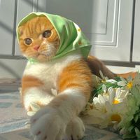 _mawa__0