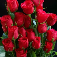 original sound - najeeb_3337