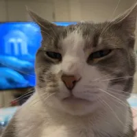 original sound - fluffy.catfish