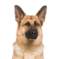 оригінальний звук