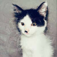 suara asli - iyacandraanich_