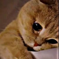 original sound - 💢💯FLASH JERRY💯💢